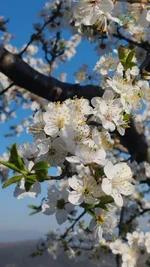 free-photo-of-ilkbahar-kiraz-ciceklerinin-yakin-cekim-goruntusu.webp
