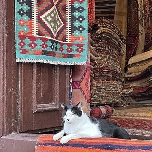 Mekanın sahibi kedi