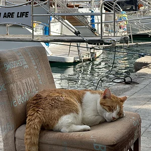 Uykuyu seven kedi