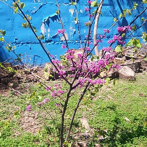 Pembe çiçekler