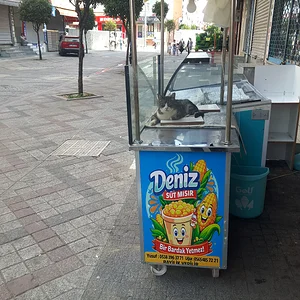 Ekmeğinin peşinde olan kedi