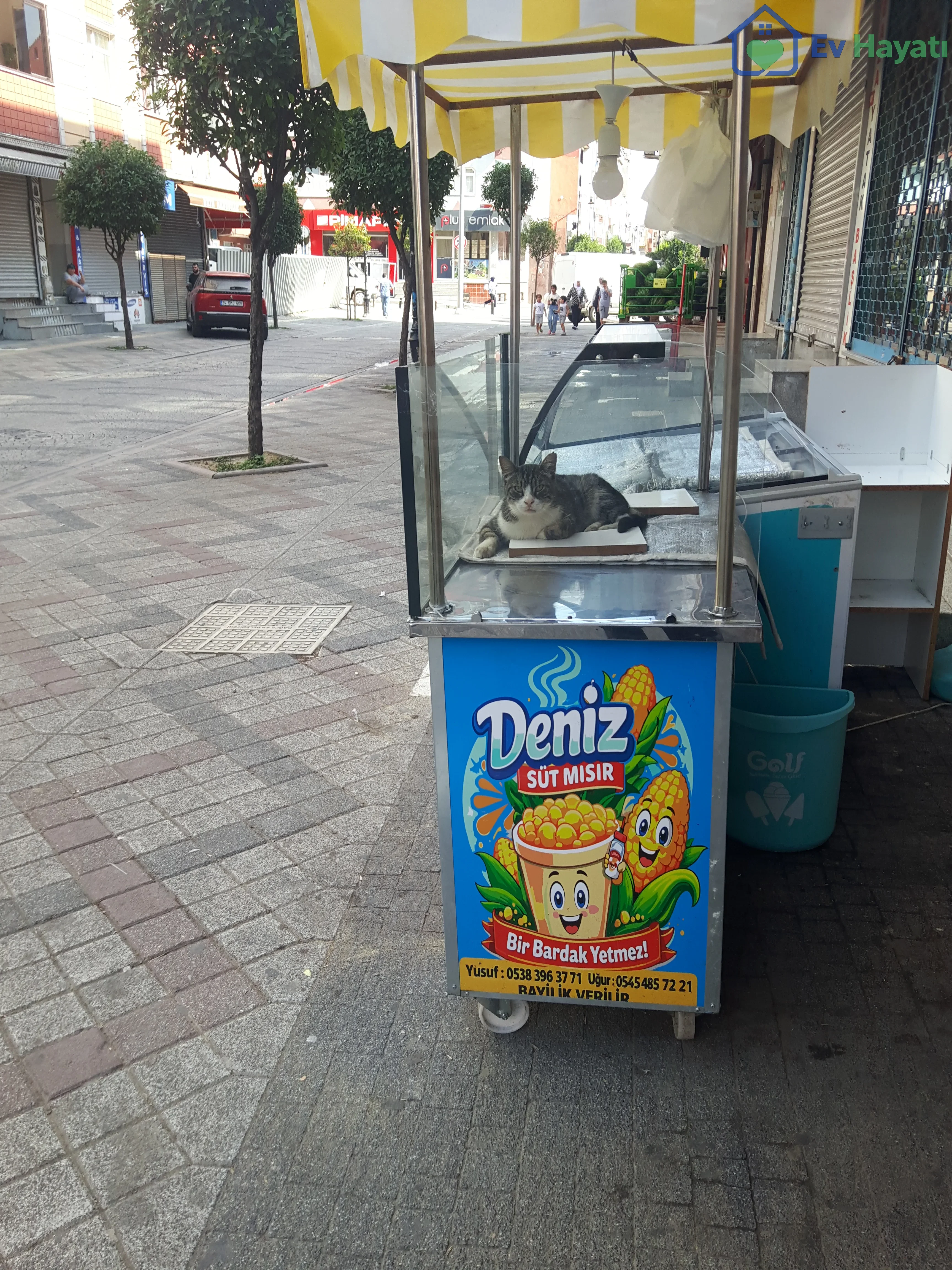 Ekmeğinin peşinde olan kedi